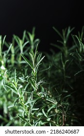 Rosemary Bush In Low Key