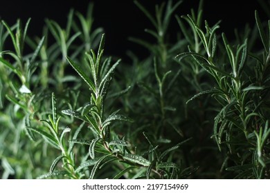 Rosemary Bush In Low Key	