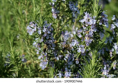 Rosemary Bush, Rosmarinus Officinalis Plant Nature Background.