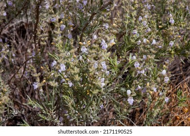 Rosemary comestible mint  plants in New Mexico state, USA - Shutterstock ID 2171190525