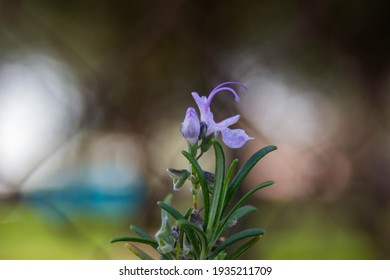 Rosemary Flower の画像 写真素材 ベクター画像 Shutterstock