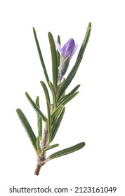 Rosemary In  Flower Isolated On White Background