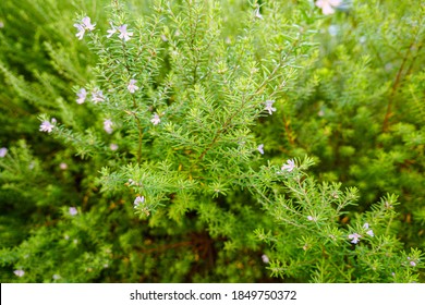 rosemary herb blooms like green carpet