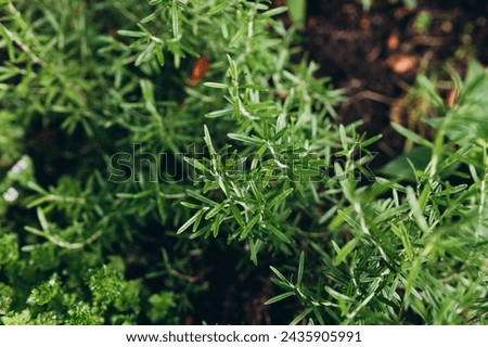 Rosemary Herb grow outdoor. Green Rosemary leaves Close-up. Fresh Organic flavoring plants growing. Seasonings, Nature healthy flavoring, cooking concept. Ingredients for food. Soft focus