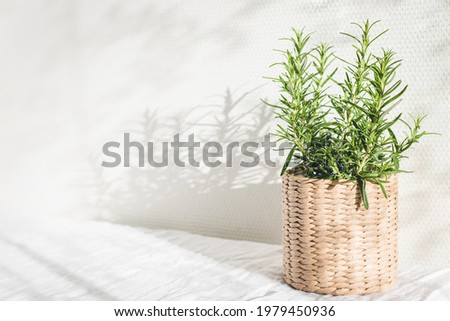 Rosemary herb in knitted beige pot on white table in sunlights.