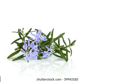 Rosemary Herb Leaf In Flower  Over White Background.