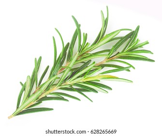 Rosemary Isolated In Closeup