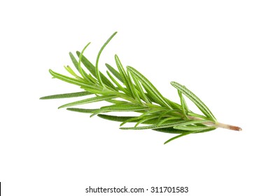 Rosemary Isolated On White Background Top Stock Photo (Edit Now) 566506897