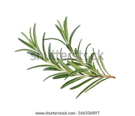Rosemary isolated on white background, Top view.