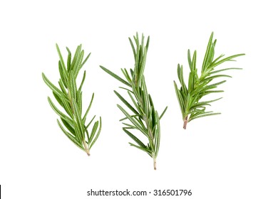 Rosemary Leaf Herbal is Spices Isolated over White Background, Fresh Rosemary Herb Set for cooking and medicine isolated over a white background - Powered by Shutterstock