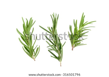 Rosemary Leaf Herbal is Spices Isolated over White Background, Fresh Rosemary Herb Set for cooking and medicine isolated over a white background