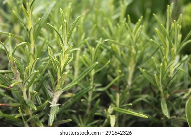 Rosemary leaves close-up (Rosmarinus Officinalis)