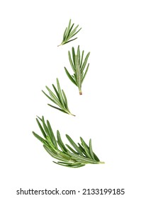 Rosemary Leaves Falling In The Air Isolated On White Background.