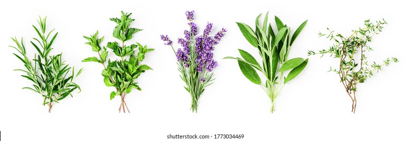 Rosemary, mint, lavender, sage and thyme collection. Creative banner with fresh herbs bunch on white background. Top view, flat lay. Floral design. Healthy eating and alternative medicine concept