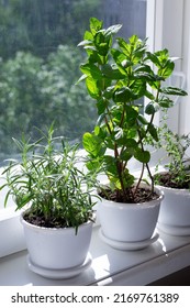 Rosemary, Mint, Tyme In Pots On Window Sill