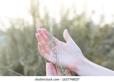 
Rosemary On The Palm Hand During The Day