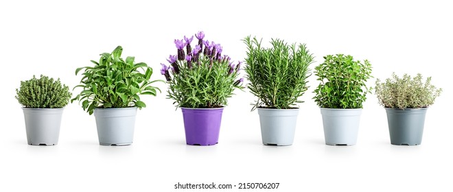 Rosemary, oregano, lavender, sage and thyme in pot. Creative layout with fresh potted herbs isolated on white background. Floral banner. Design element. Healthy eating, alternative medicine concept
 - Powered by Shutterstock