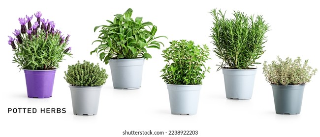 Rosemary, oregano, sage, lavender and thyme in pot. Creative layout with fresh potted herbs isolated on white background. Floral collection. Design element. Healthy eating and medicine concept
 - Powered by Shutterstock