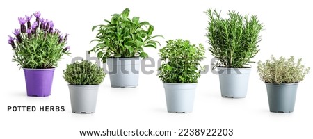 Rosemary, oregano, sage, lavender and thyme in pot. Creative layout with fresh potted herbs isolated on white background. Floral collection. Design element. Healthy eating and medicine concept
