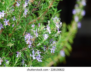 Rosemary Plant