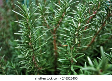 Rosemary Plant