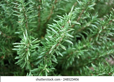 Rosemary Plant