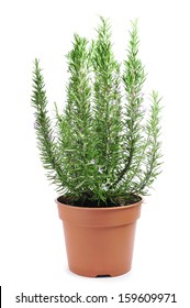 9,438 Rosemary plant pot Images, Stock Photos & Vectors | Shutterstock