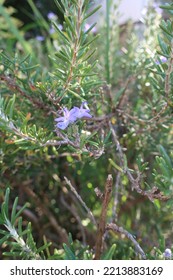 Rosemary With Pretty Pale Purple Flowers