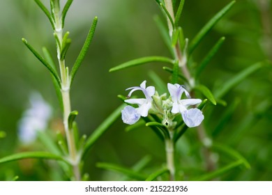 Rosemary, Rosmarinus officinalis, Labiatae, the Mediterranean region, northwestern Spain, Portugal  - Shutterstock ID 215221936