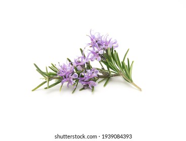 Rosemary sprig flowering isolated on white background. Aromatic evergreen shrub - Shutterstock ID 1939084393