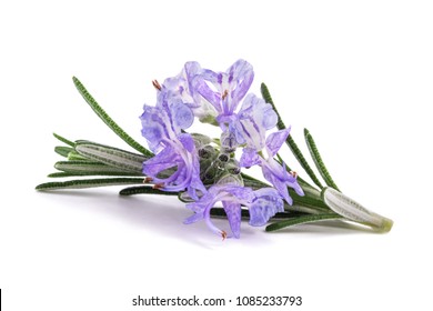Rosemary sprig in flowers isolated on white background