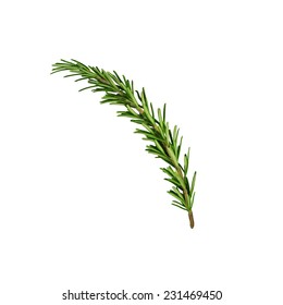 Rosemary Sprig Isolated