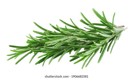 Rosemary twig isolated on white background