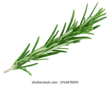 Rosemary twig isolated on white background           