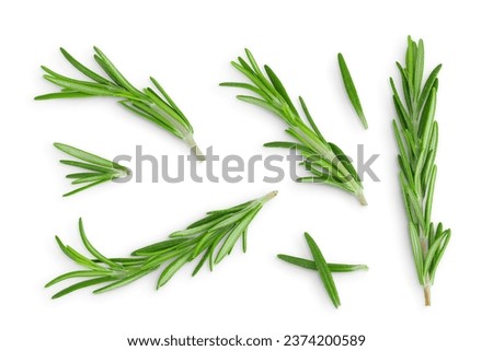 Rosemary twig and leaves isolated on white background. Top view. Flat lay