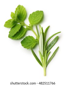 Rosemary Twig And Mint Isolated On A White Background