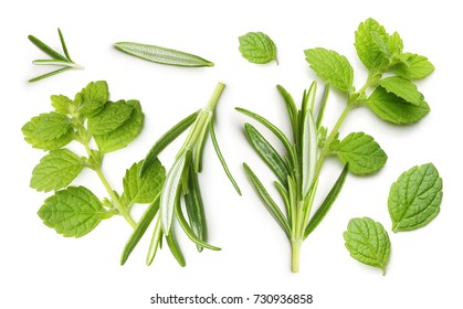 Rosemary Twig And Mint Isolated On A White Background