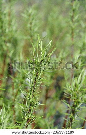 Rosemary-leaved willow branch - Latin name - Salix rosmarinifolia