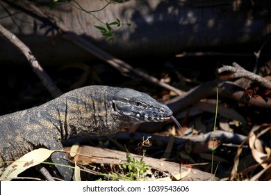 Rosenberg Goanna, Kangaroo Island