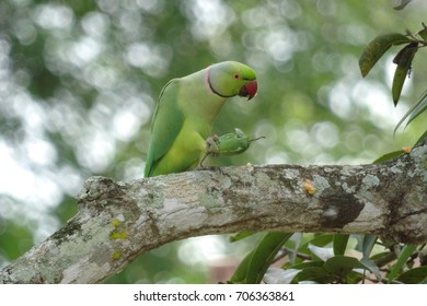 Rose-ringed parakeet feeding on ivy gourd, also known as ring- necked parakeet male on a mango tree eating ivy gourd or scarlet gourd in Kerala - Shutterstock ID 706363861