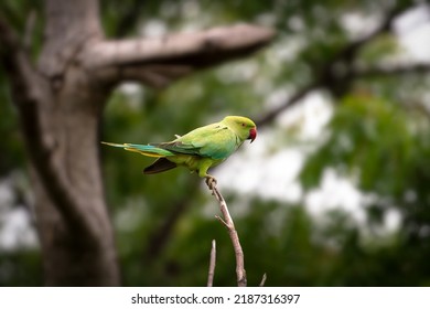 14,224 Parrot Couple Images, Stock Photos & Vectors | Shutterstock