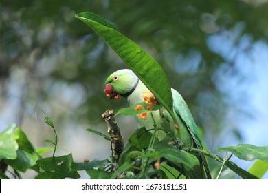 Rose-ringed parakeet also known as Parrots and psittacines - Shutterstock ID 1673151151