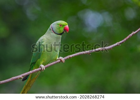 Rose-ringed parakeet, Psittacula krameri manillensis, also known as ring-necked parakeet, on a tree branch in London, UK