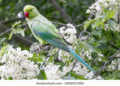 Rose-ringed Parakeet (Psittacula krameri) perched in the branch of a tree - Powered by Shutterstock