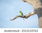 Rose-Ringed Parakeet in tree. (Psittacula Krameri) in a natural environment for yourself