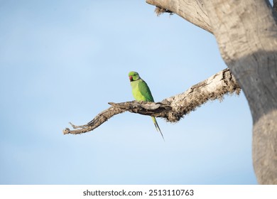 Rose-Ringed Parakeet in tree. (Psittacula Krameri) in a natural environment for yourself - Powered by Shutterstock