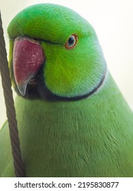 Rose-ringed Parakeets Are Also Mostly Found In India. Green Parrots At The Window, Baby Parrots. Birds Feed Each Other Through Beaks.

