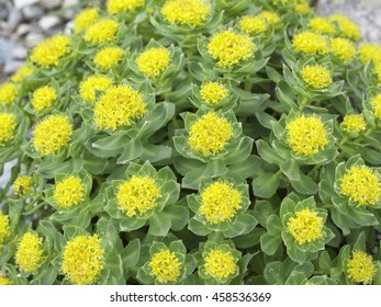 Roseroot(Rhodiola Rosea)