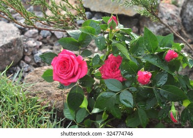 roses