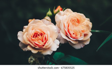 Roses